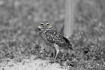 Burrowing Owls are small, sandy colored owls with bright-yellow eyes. They live underground in burrows they’ve dug themselves or taken over from a prairie dog, ground squirrel, or tortoise