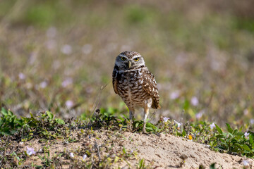 Burrowing Owls are small, sandy colored owls with bright-yellow eyes. They live underground in burrows they’ve dug themselves or taken over from a prairie dog, ground squirrel, or tortoise
