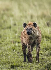 Foto op Aluminium spotted hyena in the savannah © Nilushan