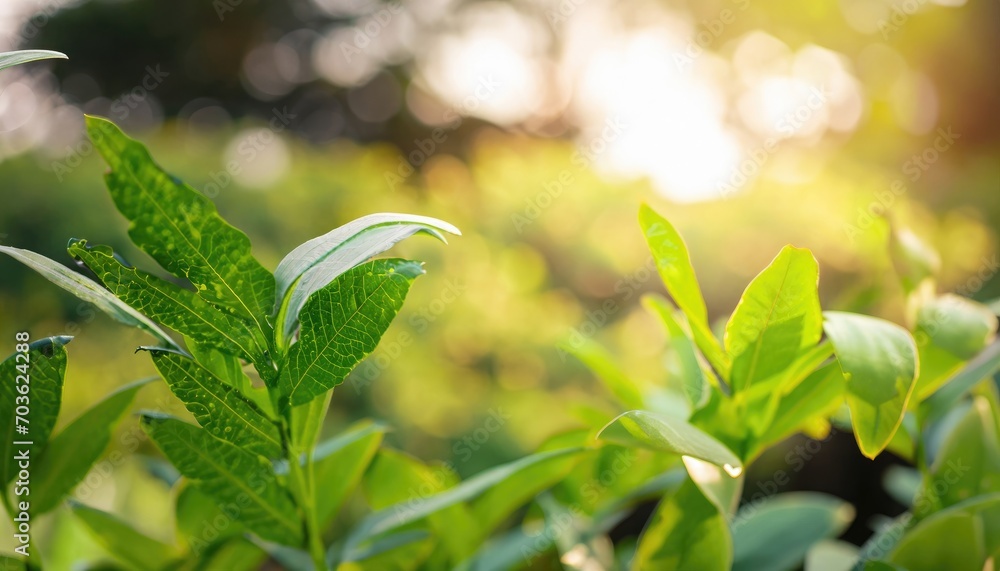 Wall mural Nature of green leaf in the blurred garden in summer under sunlight