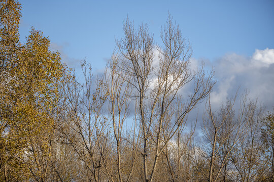 A beautiful autumn landscape with leafless trees