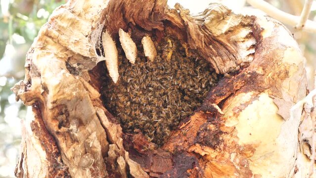 bee hive in a red gum tree hollow on a farm in australia. native bee hive with honey in a swarm