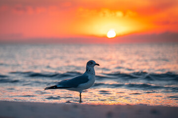 Bird Seagull. Seagull on the beach. Beautiful bright ocean sunset. Sea bird silhouette. Florida summer vacation. Honeymoon Island State Park.