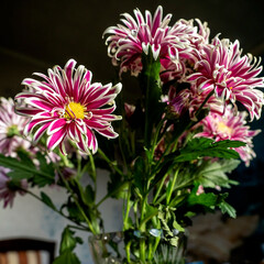 pink chrysanthemum flowers in a vase on the windowsill, macro