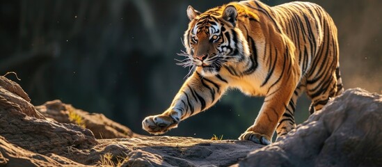 Bengal tiger demonstrating strength and agility as a wild predator. - obrazy, fototapety, plakaty