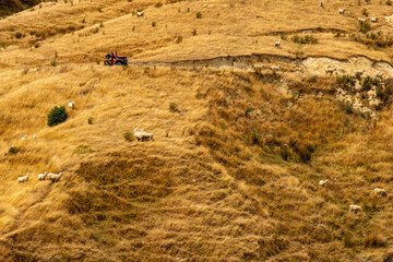 A farmer on his quad  and his dogs working the sheep on the dry Wairarapa hills in summer