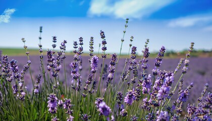 field flowers daisy and lavender blue sky summer spring nature