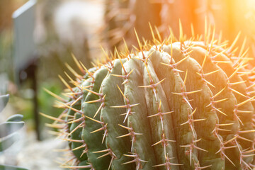 thorn cactus texture background. Golden barrel cactus, golden ball or mother-in-law's cushion Echinocactus grusonii is a species of barrel cactus which is endemic to east-central Mexico