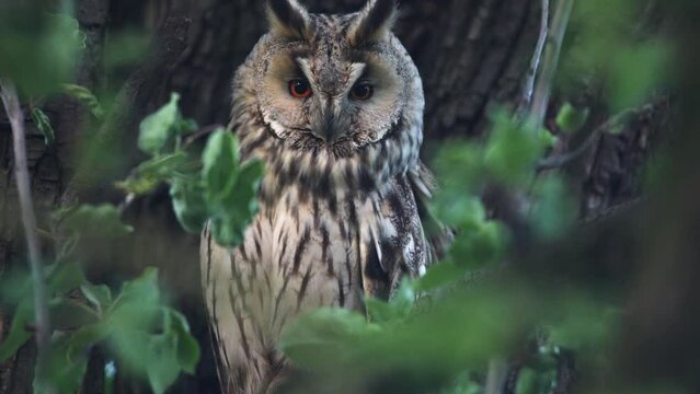 Close up of long-eared owl (Asio otus) watching by big eyes and sitting on dense branch deep in crown. Wildlife tranquil portrait footage of bird in natural habitat background during dusk.