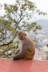 Monkey seen at Swayambhunath, the World Heritage Site declared by UNESCO