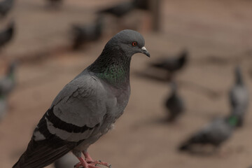 The closeup look of the pigeon at Patan Durbar Square, Patan, Nepal