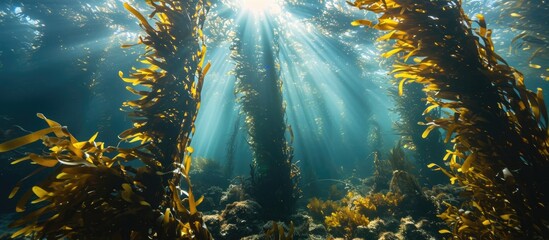 Sunlight penetrates a kelp forest in Monterey Bay, providing crucial habitat. - obrazy, fototapety, plakaty