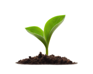 Green sprouts growing