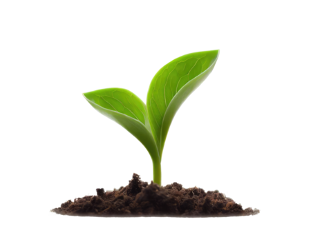 Green sprouts growing