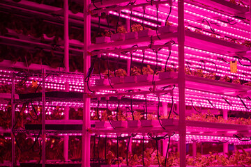 Green salad farm in hydroponics with led lightning. Organic hydroponic vegetable grow with...