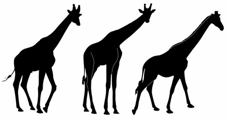set of vector silhouettes of giraffes, on a white background - obrazy, fototapety, plakaty