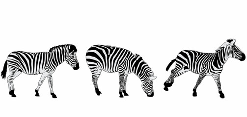 Fototapeta na wymiar vector set of zebra silhouettes, with white background