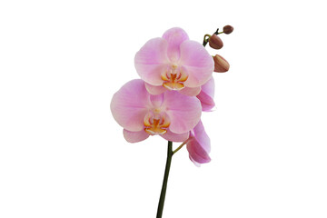 Fototapeta na wymiar Close-up of beautiful purple Phalaenopsis orchid isolated on transparent background png file.