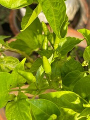 Young chilli seedlings in potted nursery trays are prepared to be planted in the soil