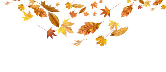 falling fall fallen leaves autumn  background transparent isolated