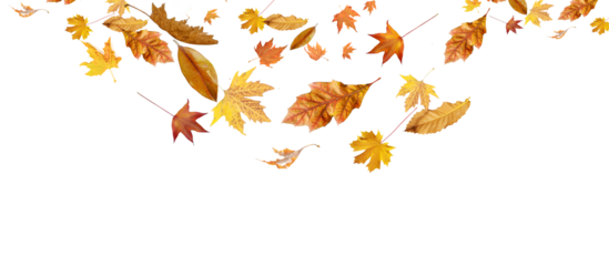 falling fall fallen leaves autumn  background transparent isolated
