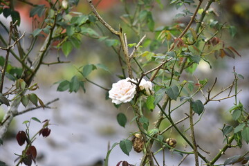 The beauty of roses that grow in the high areas of Semarang Regency