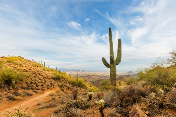 Mountain top saguaro cactus in Scottsdale, Arizona with a blue sky