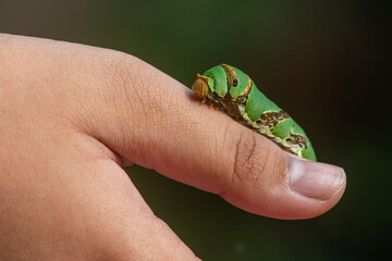A lime swallowtail butterfly caterpillar crawling on hand, with natural bokeh background 