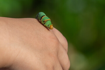 A lime swallowtail butterfly caterpillar crawling on hand, with natural bokeh background 