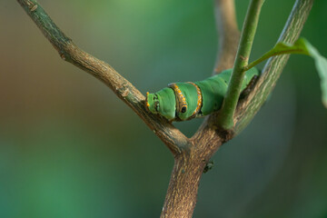 A lime swallowtail butterfly caterpillar crawling on a branch, with natural bokeh background 