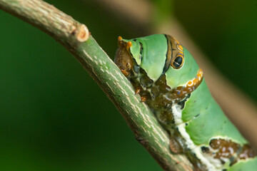 A lime swallowtail butterfly caterpillar crawling on a branch, with natural bokeh background 