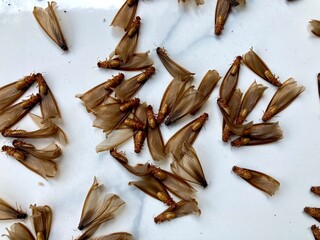 close up of dead flying termites on the floor