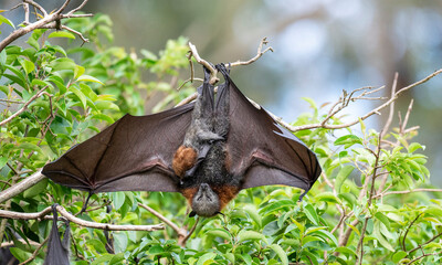Grey headed flying fox fruit bats at their colony at Tarban creek in the Sydney suburb of Gladesville.