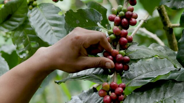 Hand farmer picking coffee bean in coffee process agriculture background. Coffee farmer picking ripe cherry beans.