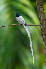 Indian Paradise-flycatcher