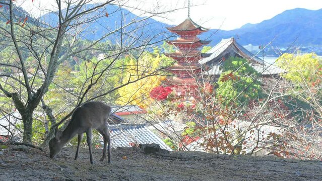 厳島（宮島）のニホンジカ
