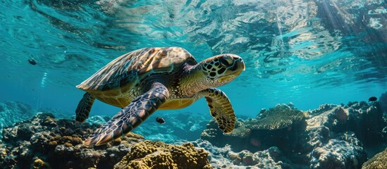 Underwater explorer captures travel photos of marine life, including diving with turtles, in the tropical ocean. - obrazy, fototapety, plakaty