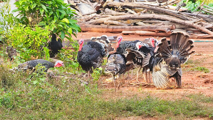Flock of turkeys playing on the grass