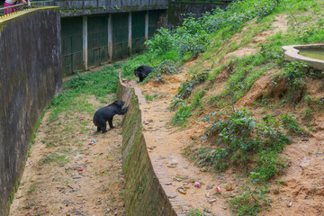Black bears in Hlawga National park, myanmar