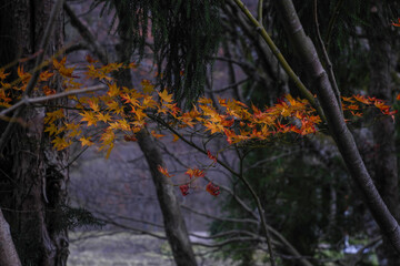 image20230031