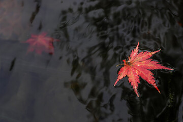 image20230033