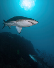 sand tiger shark (grey nurse shark) in crystal-clear water