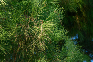 green branches of a coniferous tree as a background 3