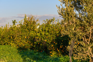 Fototapeta na wymiar tangerine garden in a village in Cyprus 1