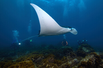 scuba divers watching a manta ray from the distance 