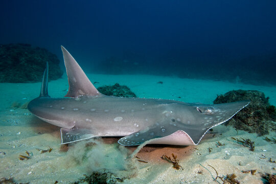 smoothnose wedgefish resting at the sandy bottom