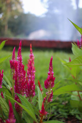 peine de gallo silvestre