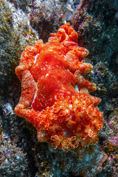 Spanish dancer, the giant red nudibranch