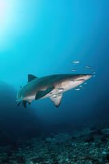 Fototapeta na wymiar sand tiger shark (grey nurse shark) and school of little fish