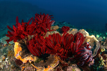 red feather stars at the reef